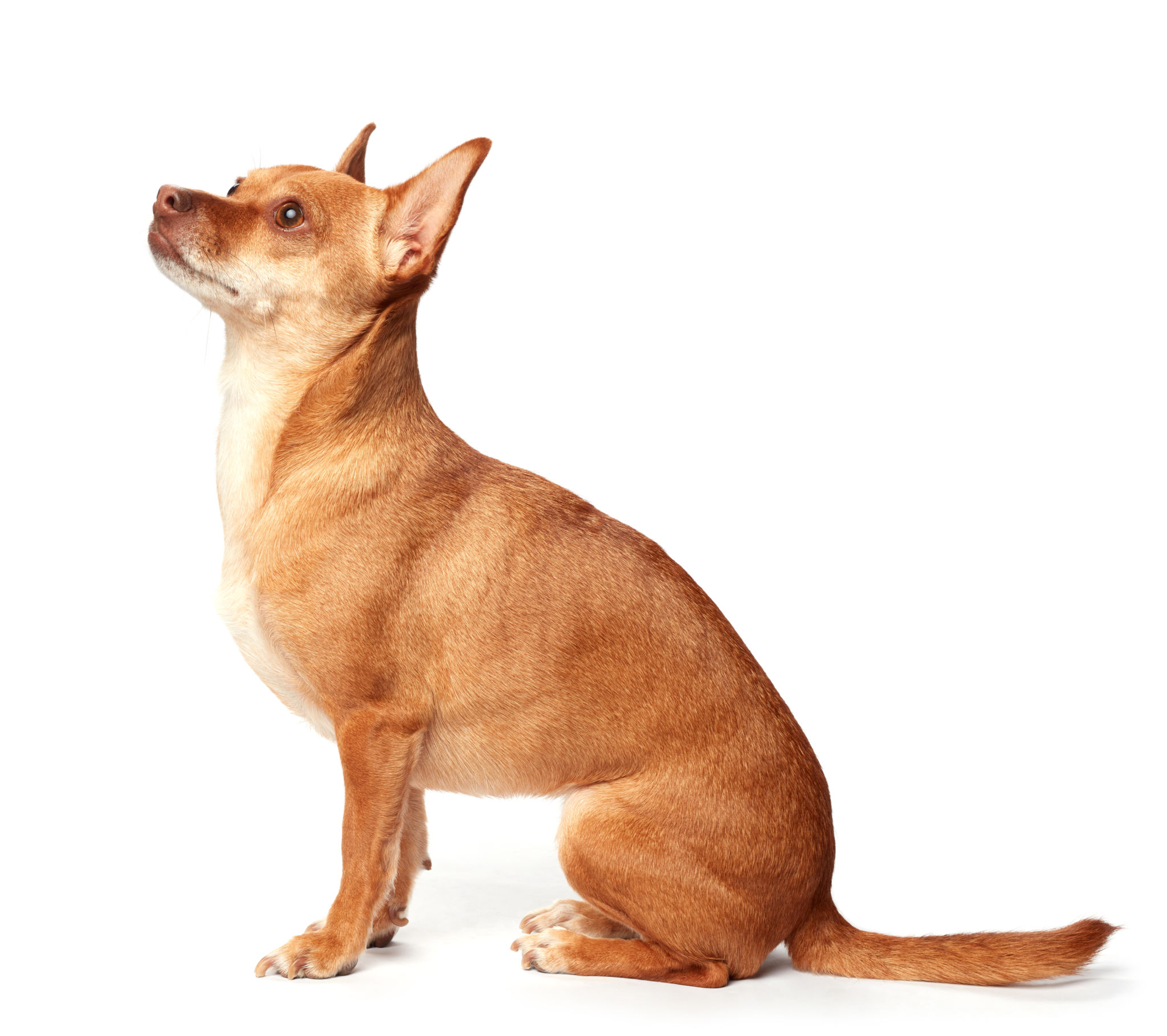 Chihuahua Chihuahua