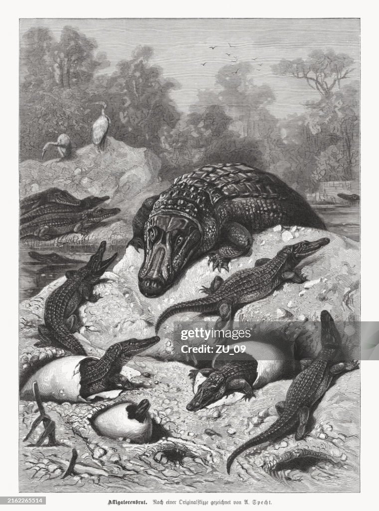 A brood of alligators hatching, wood engraving, publisghed 1892