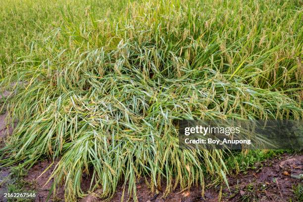 Red Rice Damage 198 Damage Rice Plant Stock Photos, High-Res Pictures, and Images ...