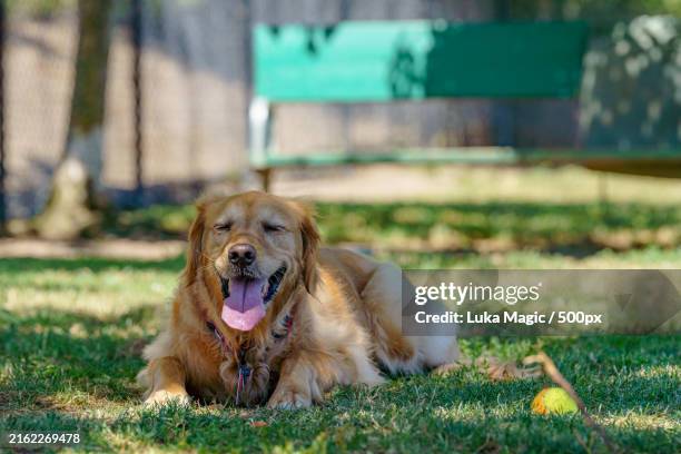 portrait of dog sitting on grass,san jose,california,united states,usa - hecheln stock-fotos und bilder