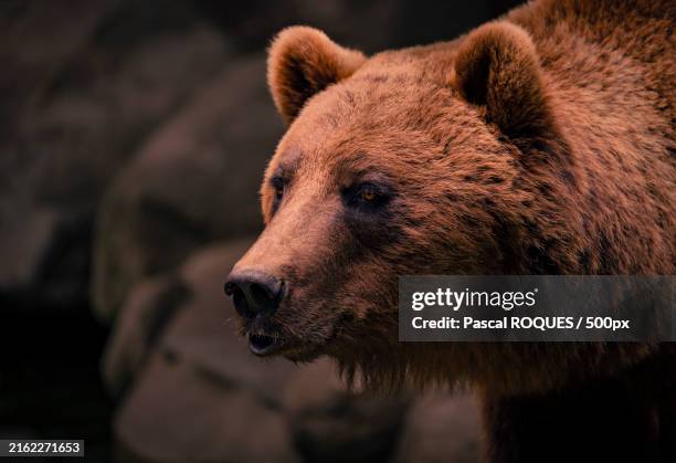 4 547 Tete D ours Stock Photos High Res Pictures And Images Getty 4-547-tete-d-ours-stock-photos-high-res-pictures-and-images-getty