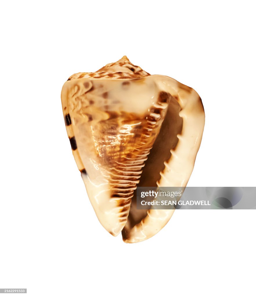 Horned helmet shell