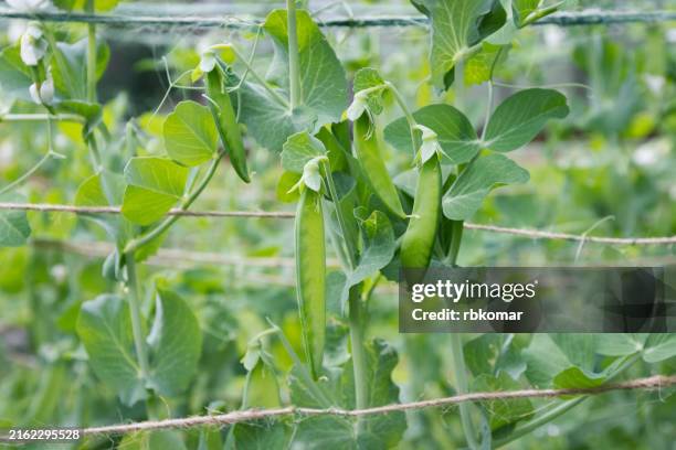 close-up of pea pods growing on vines in a garden - haricot photos et images de collection