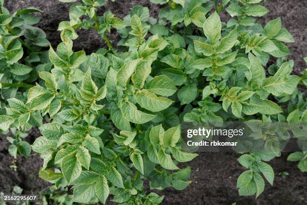 healthy potato plants growing in fertile soil on a farm - potato plant leaves stock pictures, royalty-free photos & images