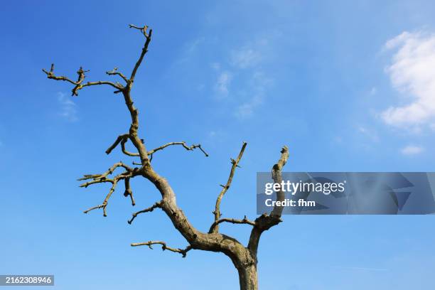 dead bare tree against blue sky - albero spoglio foto e immagini stock