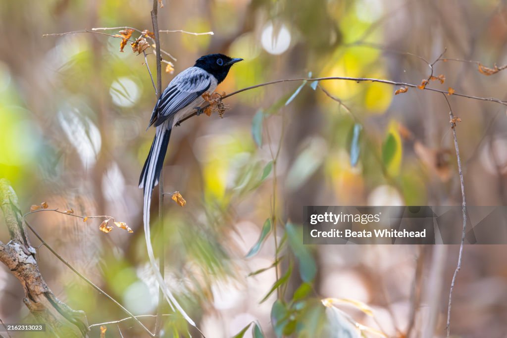 Wild Madagascar Paradise Flycatcher in Forest