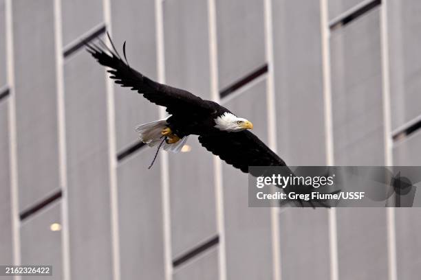 Bald eagle does a fly in prior to the United States playing Costa Rica at Audi Field on July 16, 2024 in Washington, DC.