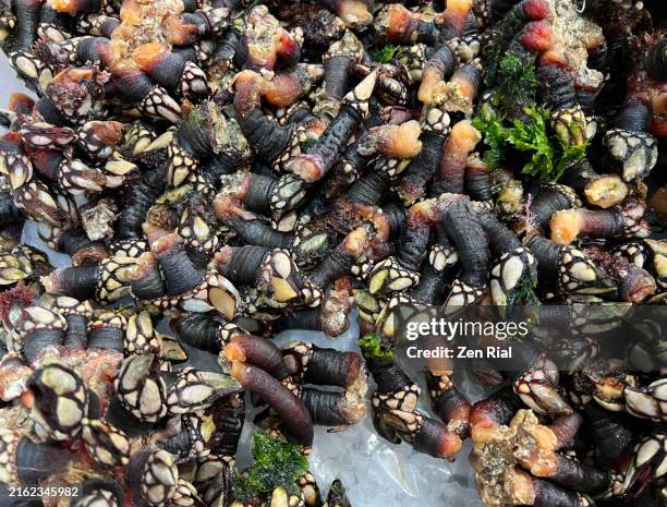 gooseneck barnacles on ice at a fish market in portugal - goose barnacle foto e immagini stock