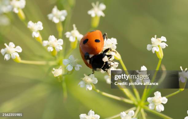 Ladybug crawls over the flower of a yarrow in a meadow. Photo: Hauke Schröder/dpa