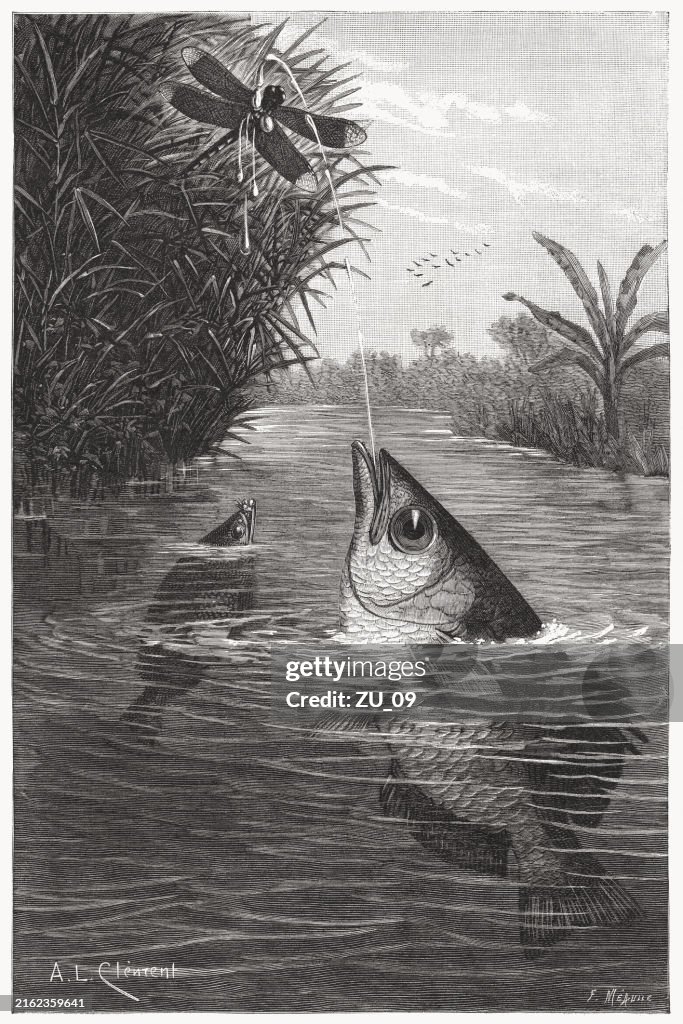 Banded archerfish (toxotes jaculatrix), wood engraving, published in 1892
