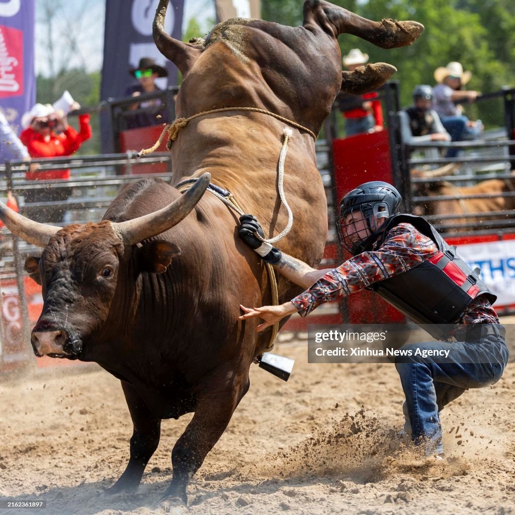 Ontario Rodeo Bull Riding A cowboy falls in the bull riding event at the 2024 RAM Rodeo Tour in ...