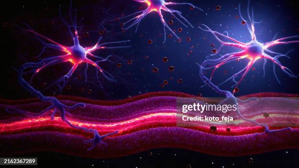 neuromuscular junction - receptor stock pictures, royalty-free photos & images