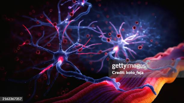neuromuskuläre kreuzung - zentralnervensystem stock-fotos und bilder