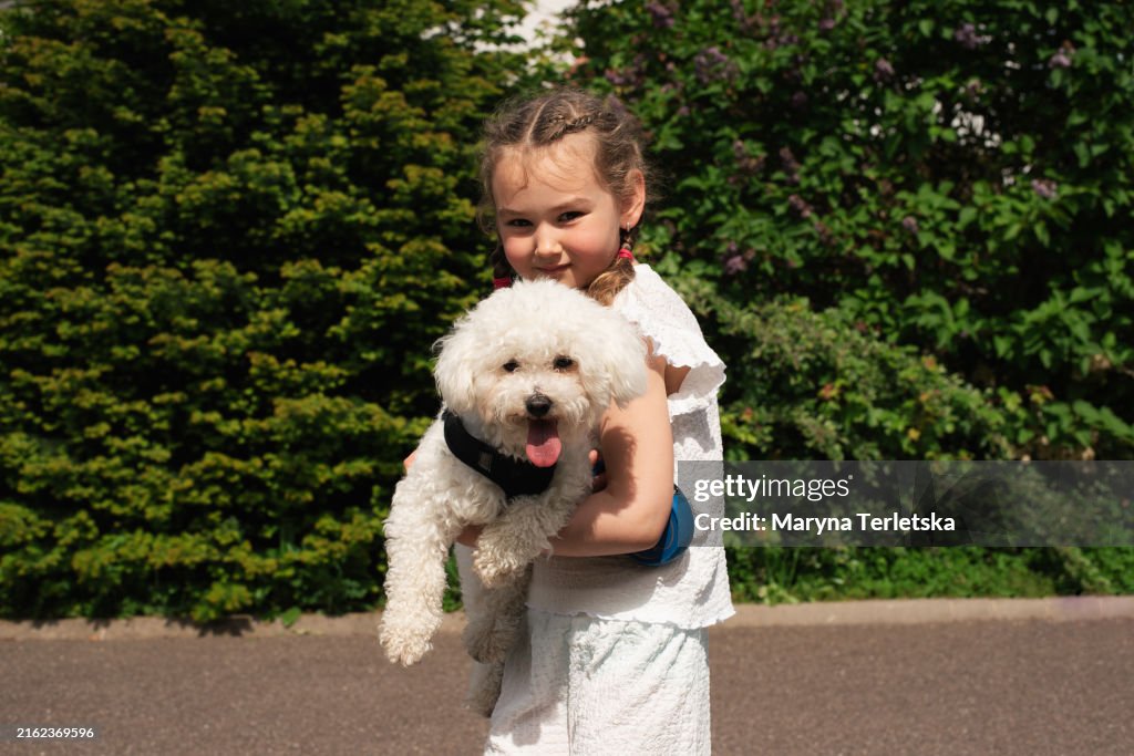 Portrait of a blonde girl with a white dog. Maltipoo. Child and pet. Poodle. Bolonka. Without Pedigree dog.
