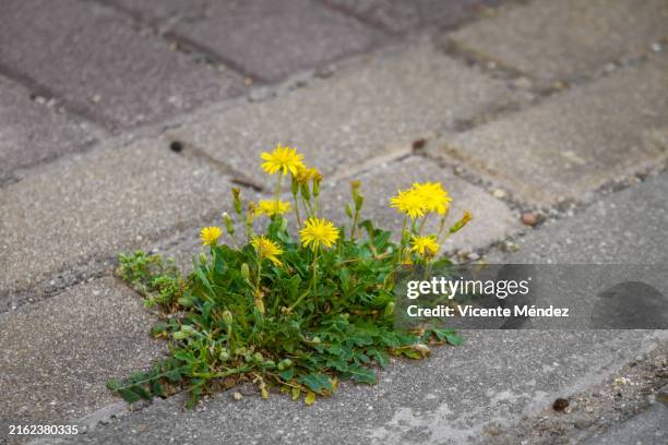 wildflowers on the sidewalk - uncultivated stock pictures, royalty-free photos & images