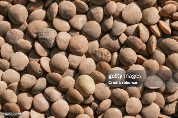 whole red lentils for vegan recipes - detailed view of unpolished lentils - red lentil stock pictures, royalty-free photos & images