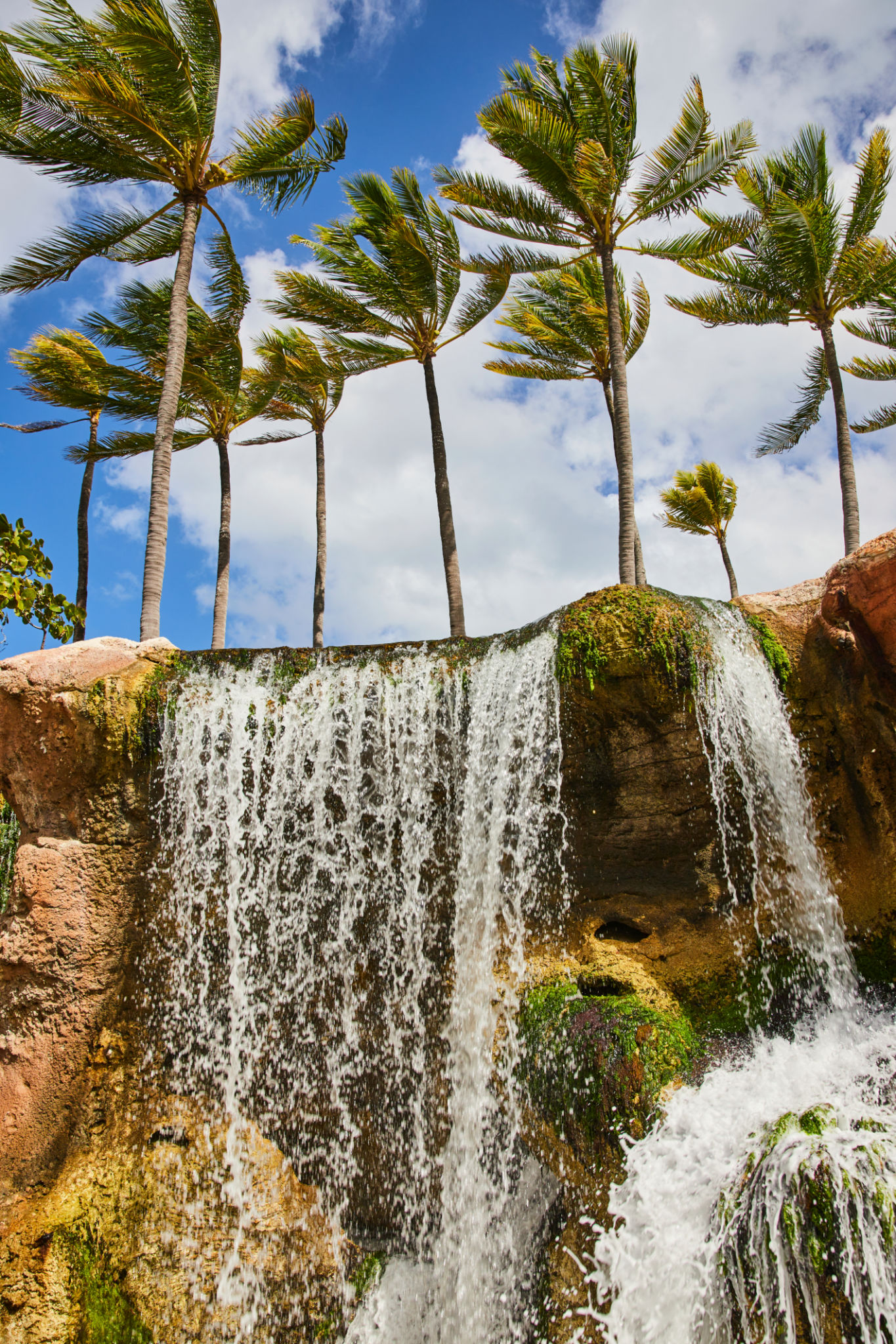 bahamas wellness