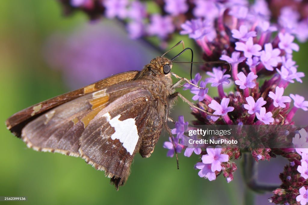 Silver-spotted Skipper Butterfly