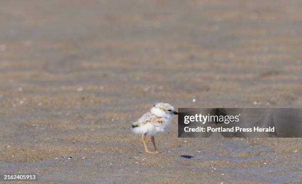 Piping plover chick on Ogunquit Beach on Thursday, June 13, 2024.