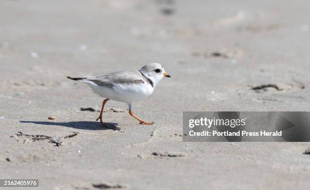 Piping plover on Ogunquit Beach on Thursday, June 13, 2024.