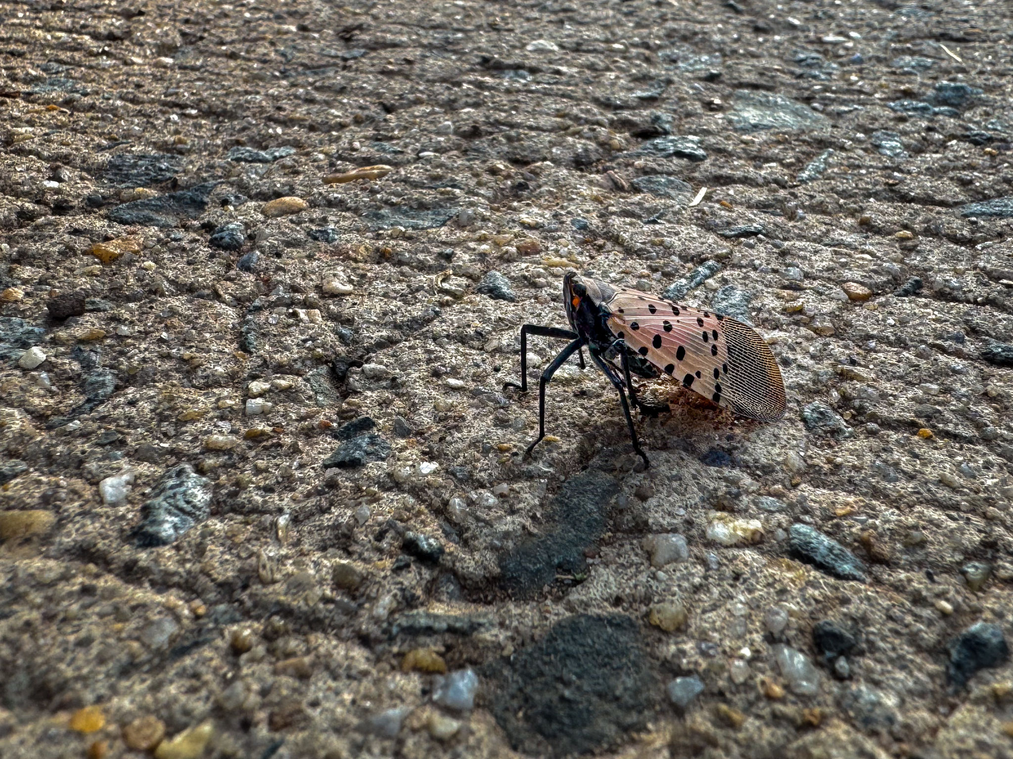virginia pest control