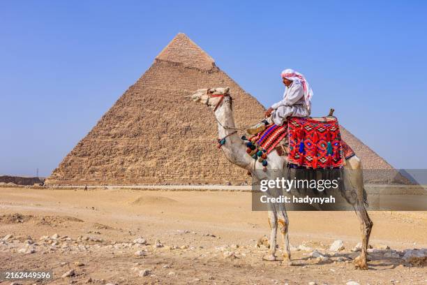 bedouin and the pyramid, giza, egypt - camel stock pictures, royalty-free photos & images