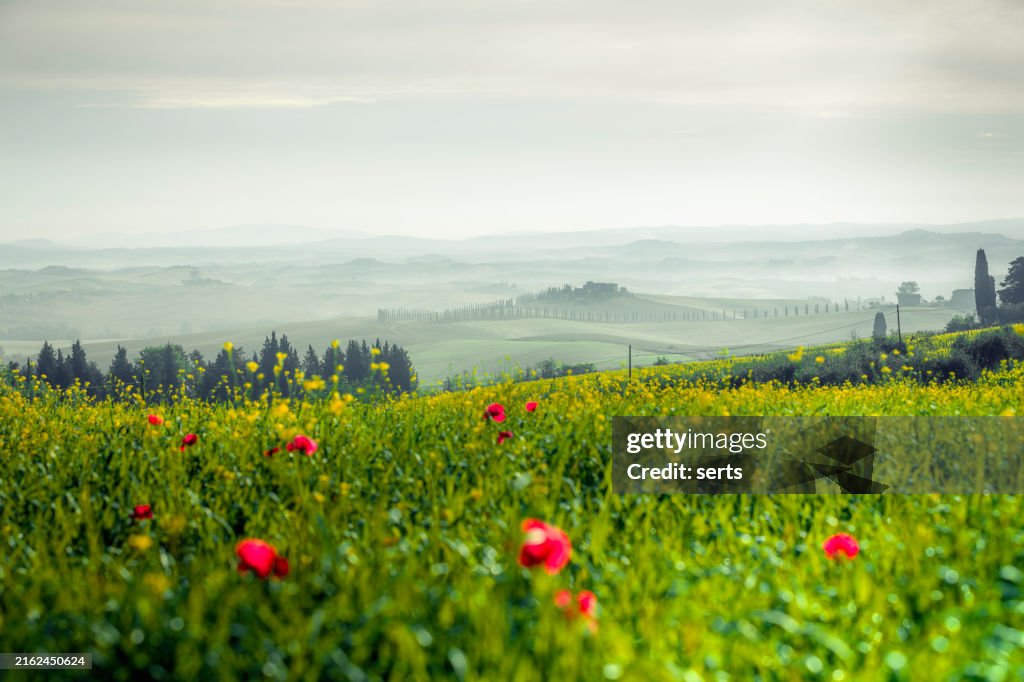 Malerischer Blick auf blühende Felder in der Toskana mit Bauernhaus, roter Mohn am nebligen Morgen in der Nähe von Pienza, Val d'Orcia in Italien