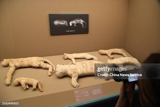 Visitor takes photos of cat mummies during the grand exhibition "On Top of the Pyramid: The Civilization of Ancient Egypt" at the Shanghai Museum on...