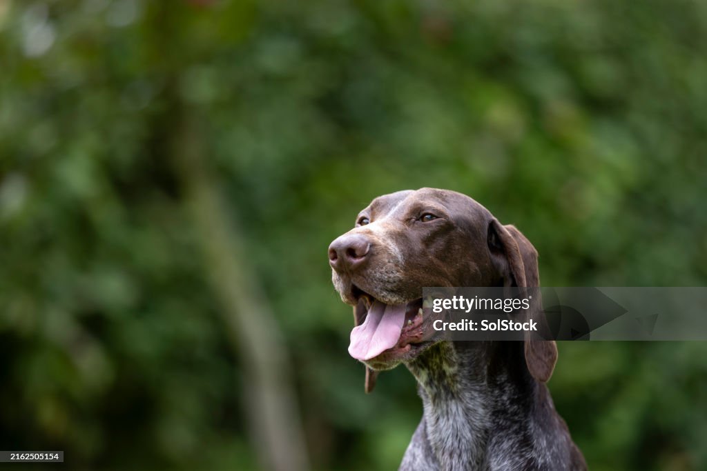 Brown Pointer Enjoying Fresh Air