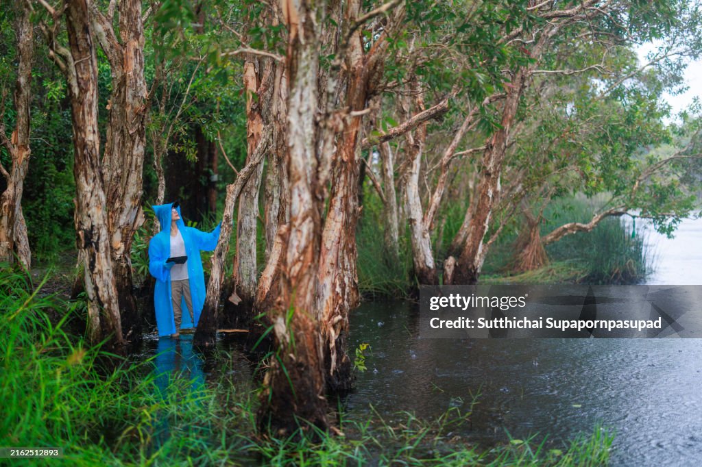 Asian female Botanist Analyzes Trees with Digital Tablet in Rainforest During Rain Near Lake: Environmental Field Research for Conservation and Biodiversity