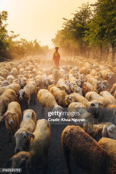 a local woman and a large sheep flock returning to the barn in the sunset, after a day of feeding in the mountains in ninh thuan province, vietnam. - shepherd stock pictures, royalty-free photos & images