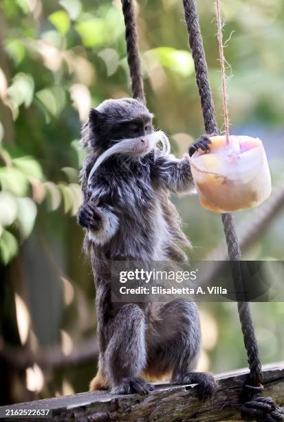 An Emperor Tamarin eats frozen fruit as exceptionally high temperatures soared in the Italian capital, at Rome Bioparco on July 18, 2024 in Rome,...