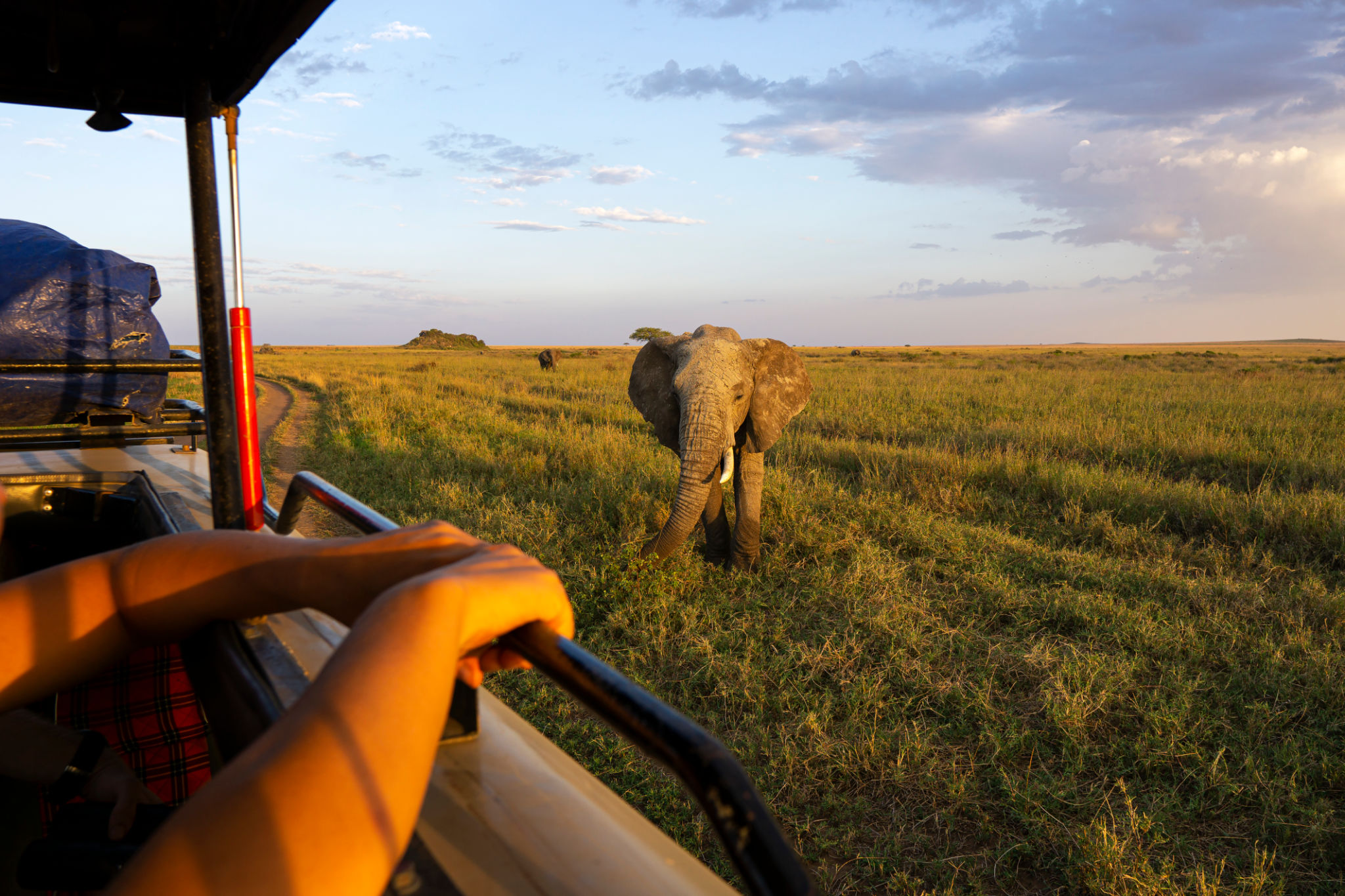 wildlife safari