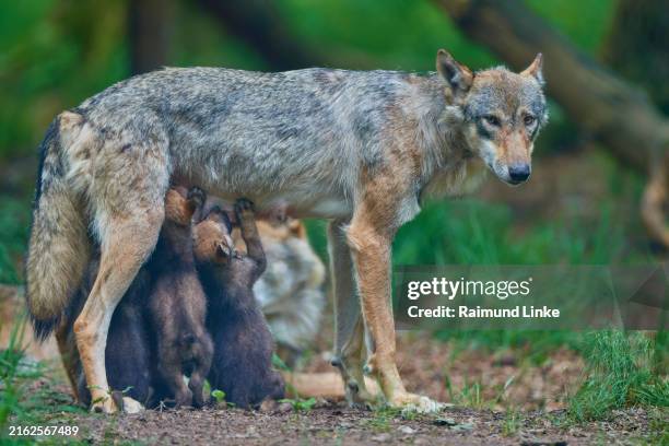 wolf (canis lupus), wolf suckles her young, summer - wolf cub stock pictures, royalty-free photos & images