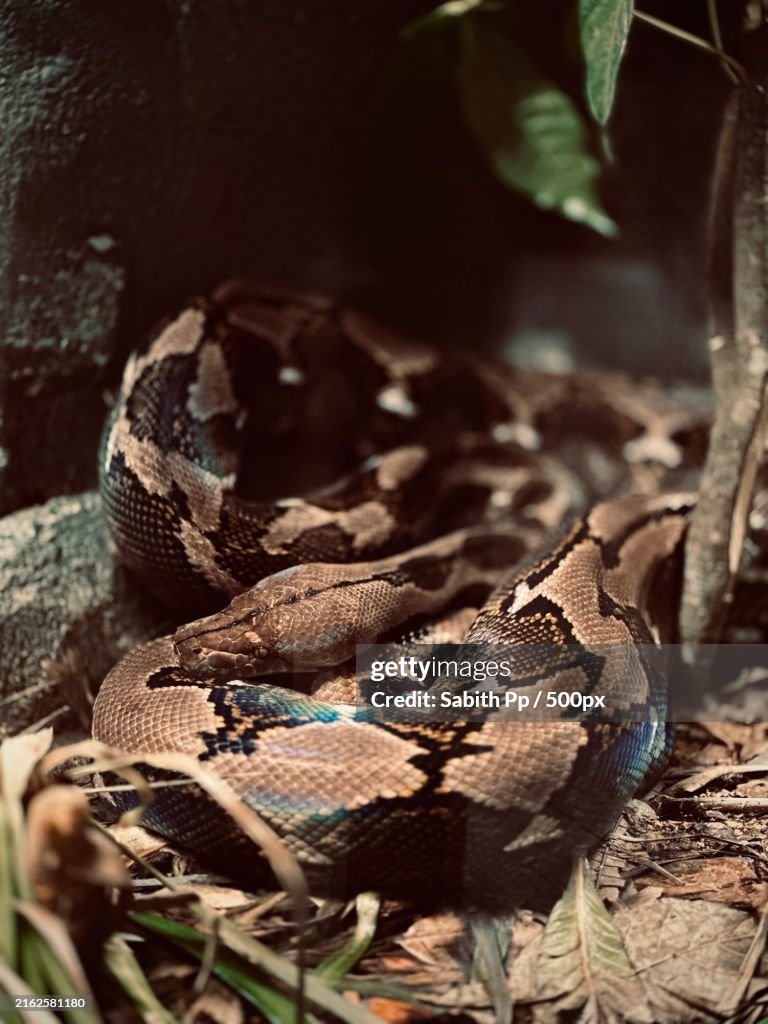 Close-up of python,Singapore Zoo,Singapore