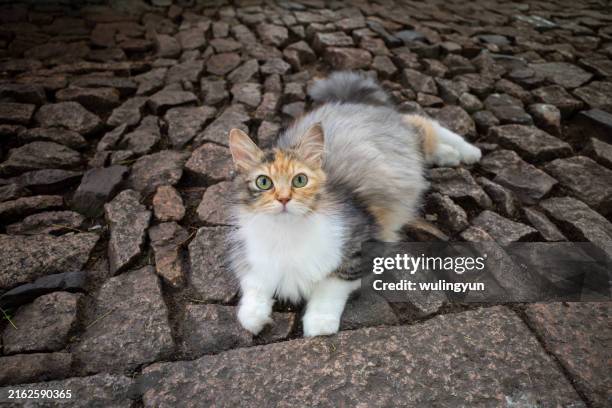 a cute calico cat lying on front in the street - calico cat stock pictures, royalty-free photos & images