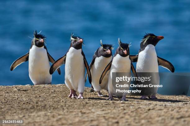 fotoescape islas malvinas - isla borbon - pinguinos penacho amarillo - rockhopper penguin stock pictures, royalty-free photos & images