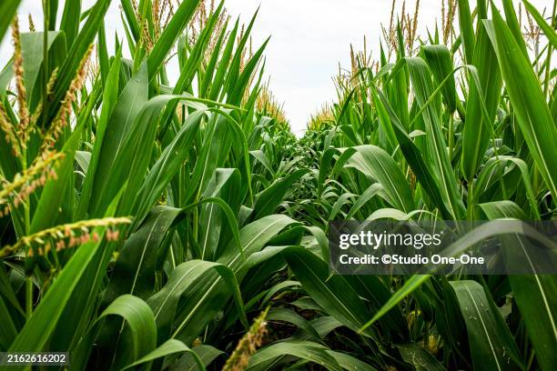 One Corn Stack 455 One Corn Stalk Stock Photos, High-Res Pictures, and Images - Getty ...