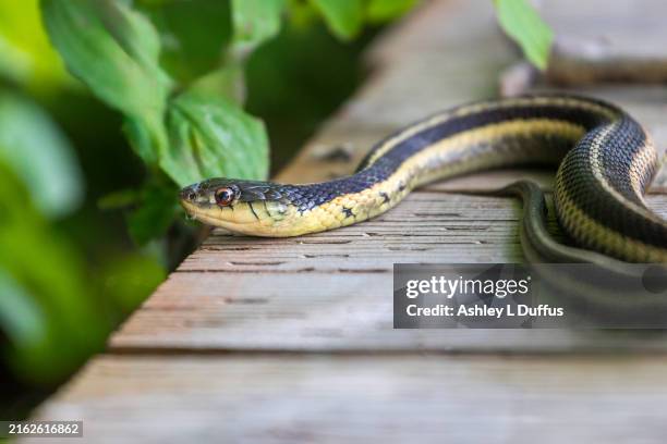 973 Wooden Snake Stock Photos, High-Res Pictures, and Images - Getty Images