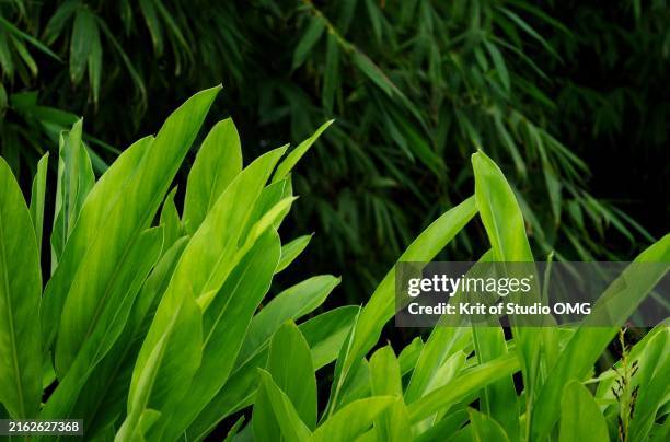 green galangal leaves background in the organic farm - bambusblatt stock-fotos und bilder