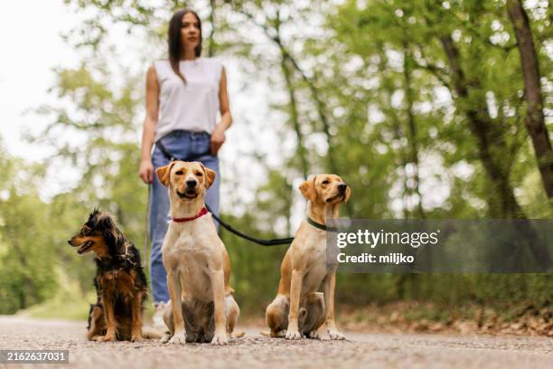 beautiful woman dog walker with three dogs in the public park - three animals stock pictures, royalty-free photos & images