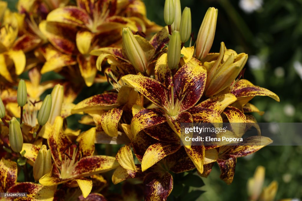 Yellow Tiger Lilias Flowers Against Blurred Garden Background