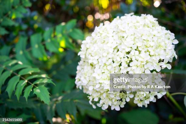 hydrangea arborescens 'annabelle' flower head - hydrangea arborescens annabelle foto e immagini stock