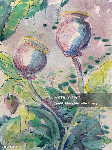 poppy seed pods in soft colours - poppy seed stock illustrations