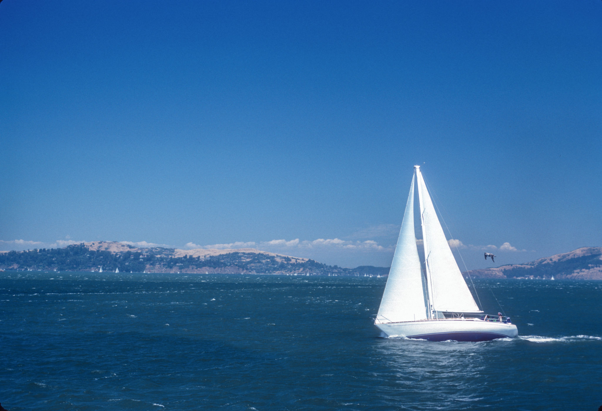 sailing boats