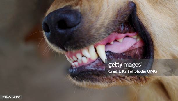 close-up of aggressive dog showing teeth - aggressione foto e immagini stock