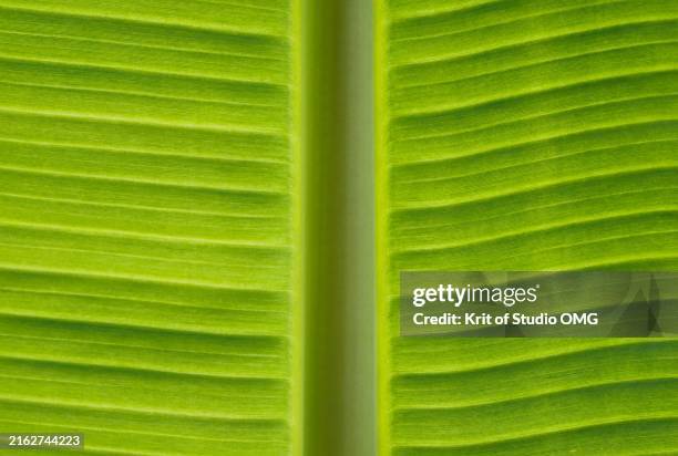 detailed view of a banana leaf and its midrib - midrib stock pictures, royalty-free photos & images