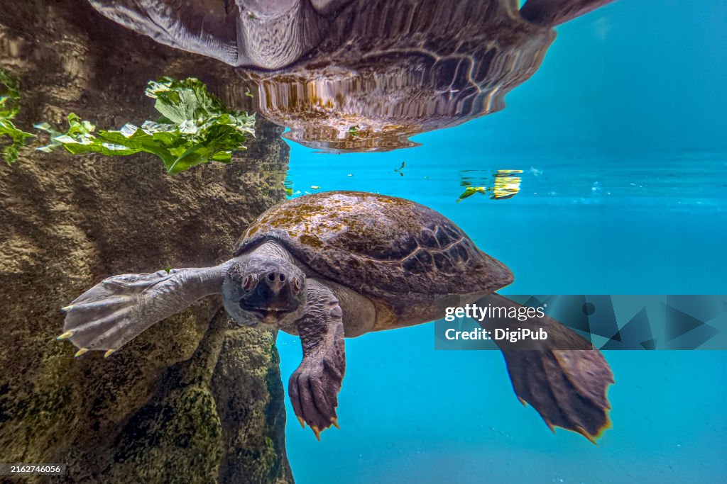 River Terrapin Feeding Underwater at the Admission-Free Zoo in Yokohama