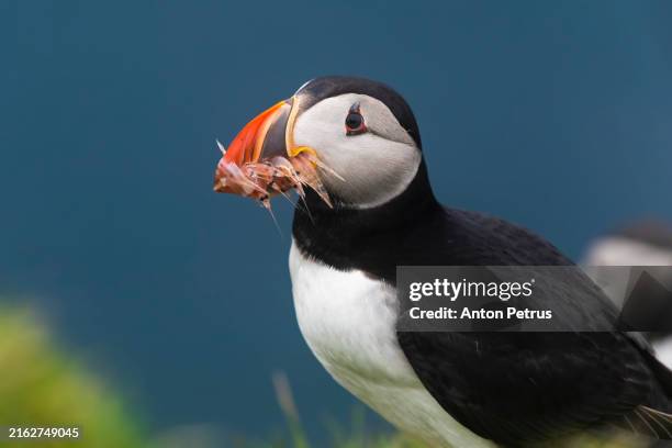 atlantic puffins bird or common puffin. iceland - krill stock pictures, royalty-free photos & images