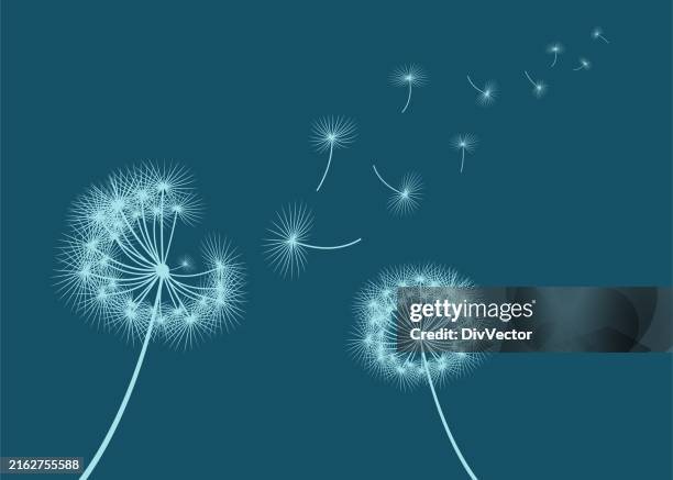 illustrations, cliparts, dessins animés et icônes de illustration vectorielle du temps du pissenlit - fleur de pissenlit
